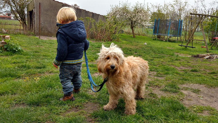 Hund in natürlicher Umgebung