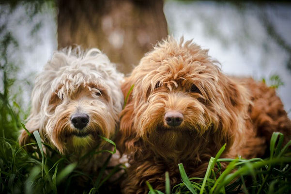 Hund bellt bei Klingel und Besuch