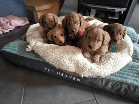 Seminar Leinenführung