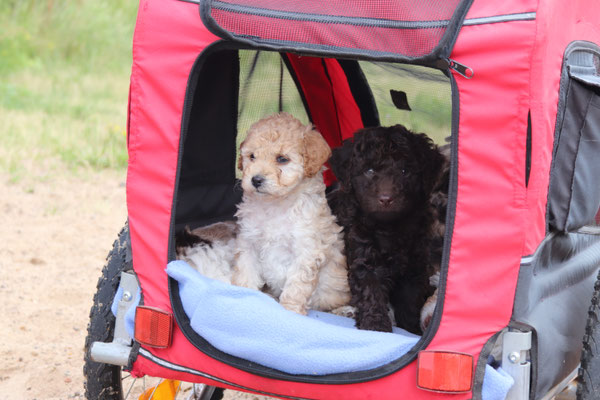 Symbolbild emotionaler statt verantwortlicher Führungsstil