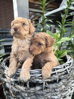 Symbolbild Teillösungen und kurzfristige Traineransätze